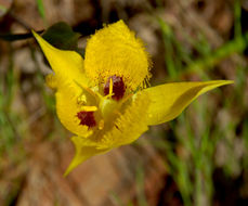 Image of yellow star-tulip