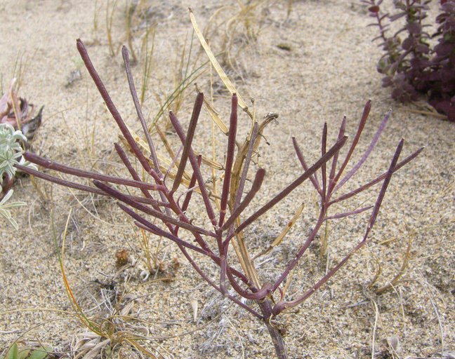 Image de Erysimum ammophilum A. Heller