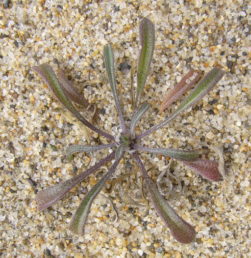 Image of coast wallflower