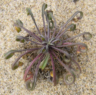 Image of coast wallflower