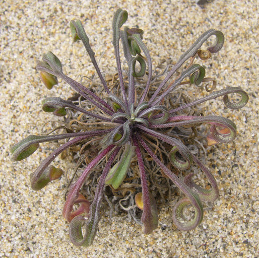 Image de Erysimum ammophilum A. Heller