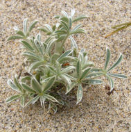 Image of Chamisso bush lupine