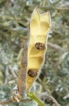 Image of Chamisso bush lupine