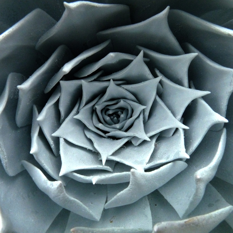 Image of chalk dudleya