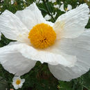 Image of Matilija poppy