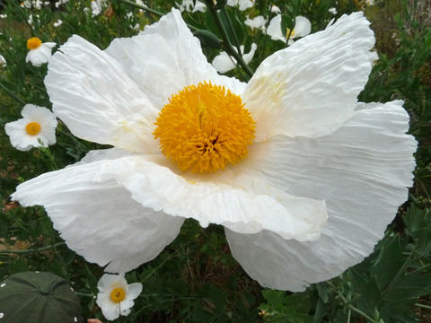 Image of Coulter's Matilija poppy