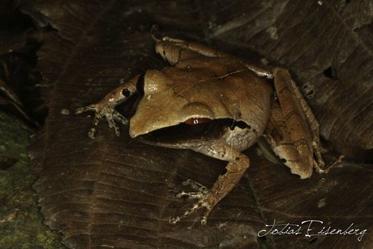 Image of Evergreen Robber Frog