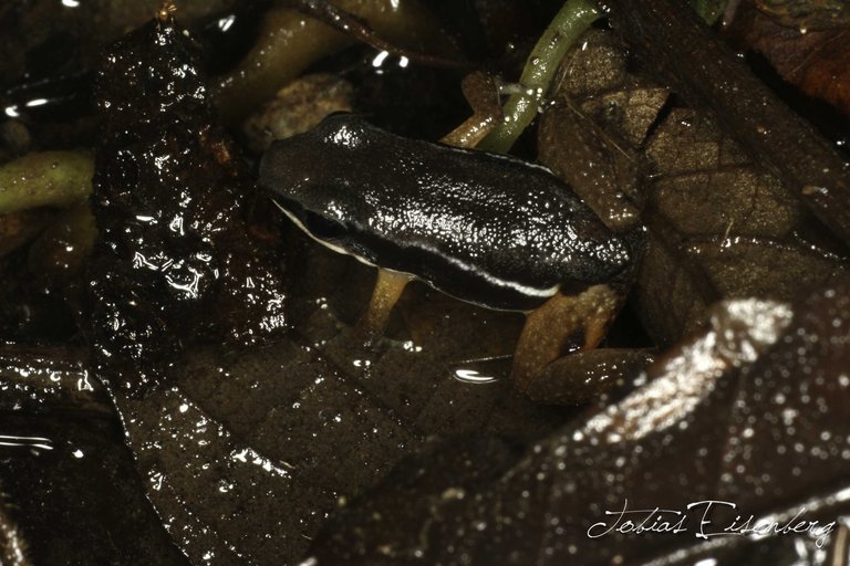 Image of Rainforest Rocket Frog