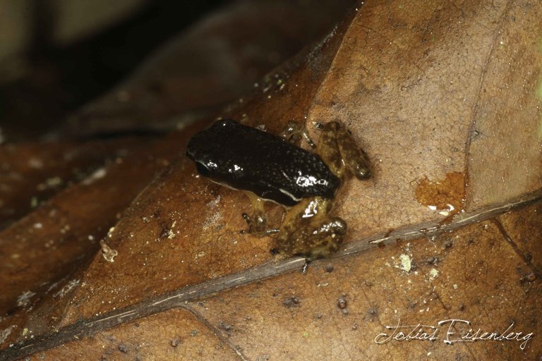 Image of Rainforest Rocket Frog