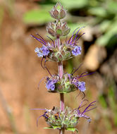 Imagem de Salvia sonomensis Greene