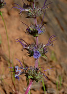 Imagem de Salvia sonomensis Greene