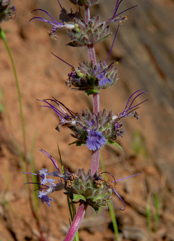 Imagem de Salvia sonomensis Greene