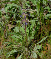 Imagem de Salvia sonomensis Greene