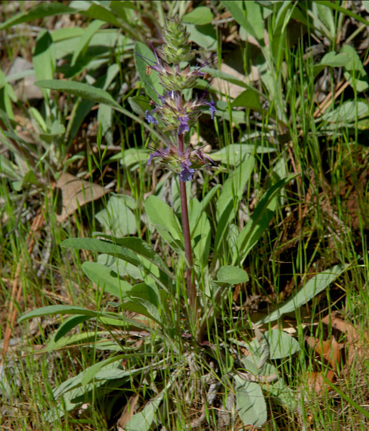 Imagem de Salvia sonomensis Greene