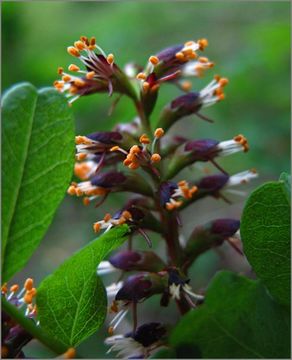 Imagem de Amorpha californica Torr. & A. Gray