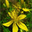 Image of Hypericum formosum Kunth