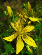 Image of Hypericum formosum Kunth