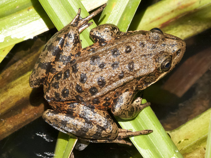 Image of California Red-legged Frog