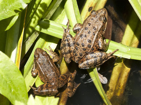 Image de Rana draytonii Baird & Girard 1852