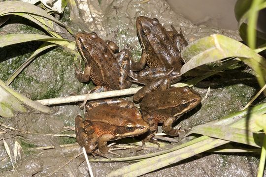 Image of California Red-legged Frog