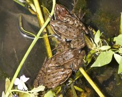 Image of California Red-legged Frog