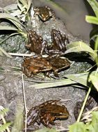 Image of California Red-legged Frog