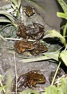 Image of California Red-legged Frog