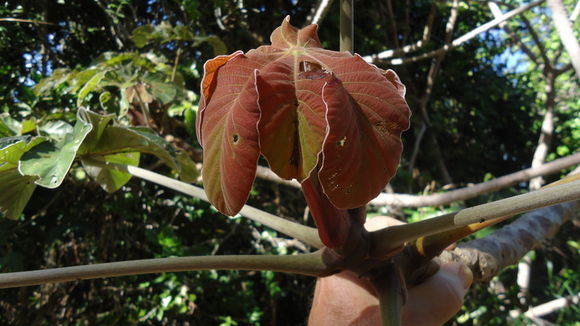 Cecropia glaziovii Snethlage的圖片