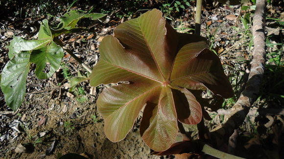 Cecropia glaziovii Snethlage的圖片