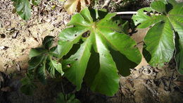 Imagem de Cecropia glaziovii Snethlage