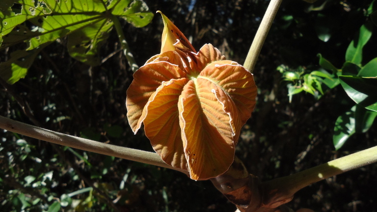 Cecropia glaziovii Snethlage的圖片