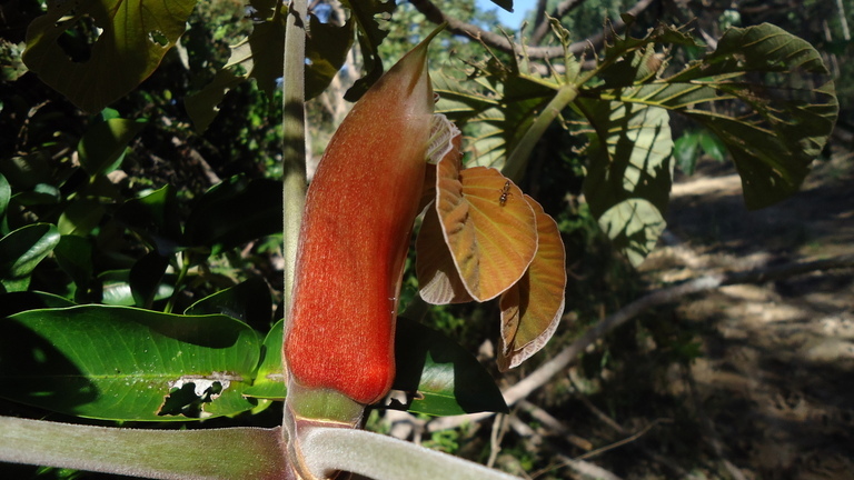 Cecropia glaziovii Snethlage resmi