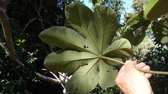 Image of Cecropia glaziovii Snethlage