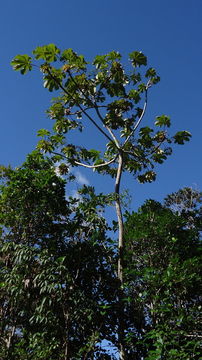 Image of Cecropia glaziovii Snethlage