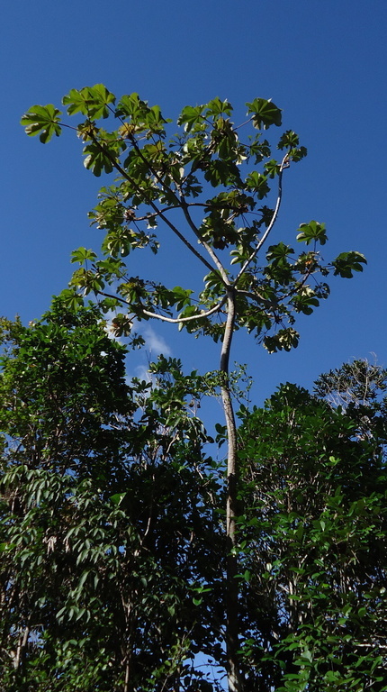 Cecropia glaziovii Snethlage的圖片