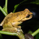 Image of Spikethumb frog