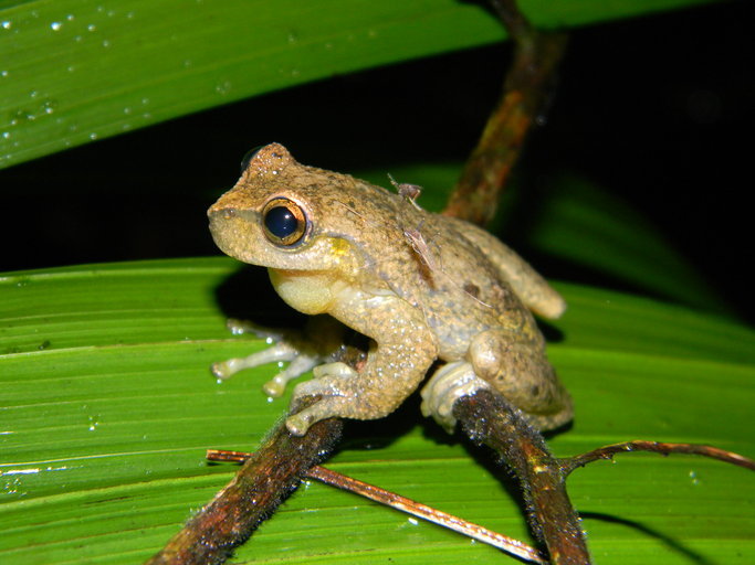Image of Spikethumb frog