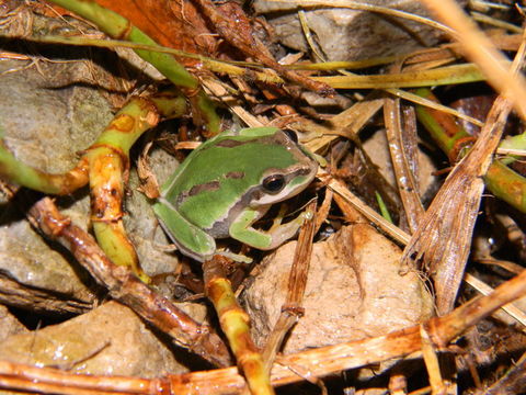 Image of <i>Hyla walkeri</i>