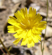 Image of woolly desertdandelion