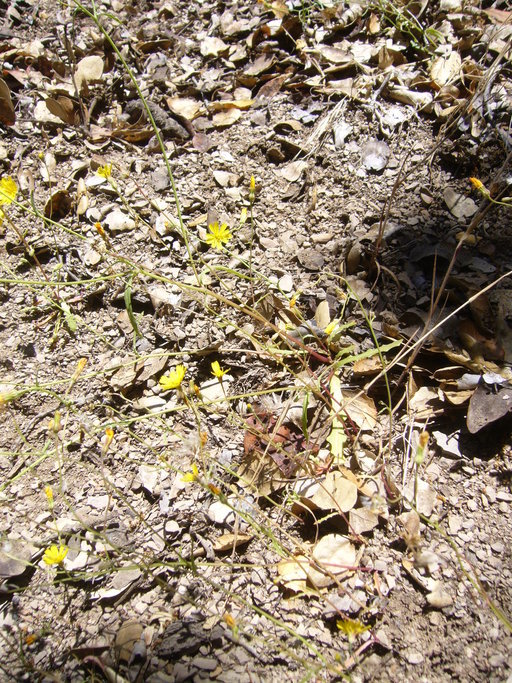 Image of woolly desertdandelion