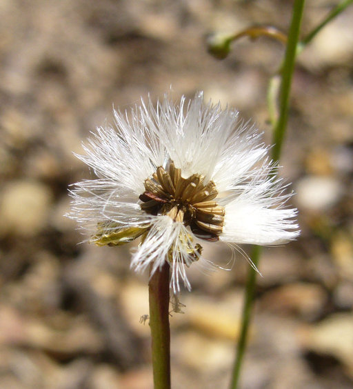 Image of woolly desertdandelion