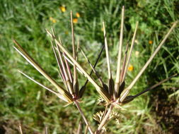 Imagem de Scandix pecten-veneris L.