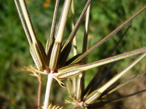 Sivun kampasarjaputki kuva