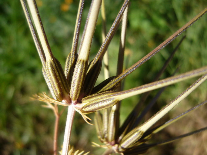 Imagem de Scandix pecten-veneris L.