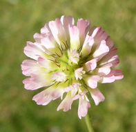 Image of strawberry clover