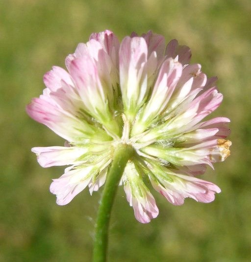 Image of strawberry clover