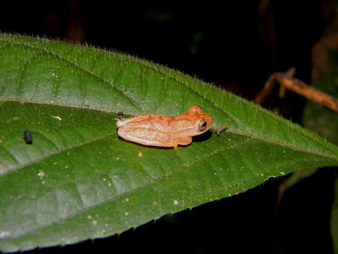 Image of Small-headed Treefrog