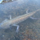 Imagem de Ambystoma taylori Brandon, Maruska & Rumph 1982