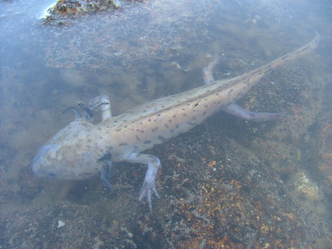 Слика од Ambystoma taylori Brandon, Maruska & Rumph 1982