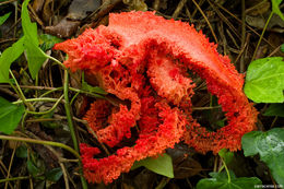 Imagem de Clathrus ruber P. Micheli ex Pers. 1801